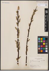 Salix bebbiana Sarg.